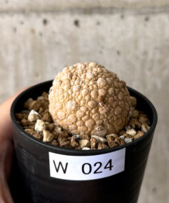 【現品限り】プセウドリトス・ミギウルティヌス【W24】 Pseudolithos migiurtinus【植物】塊根植物 夏型 コーデックス