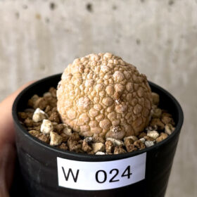 【現品限り】プセウドリトス・ミギウルティヌス【W24】 Pseudolithos migiurtinus【植物】塊根植物 夏型 コーデックス