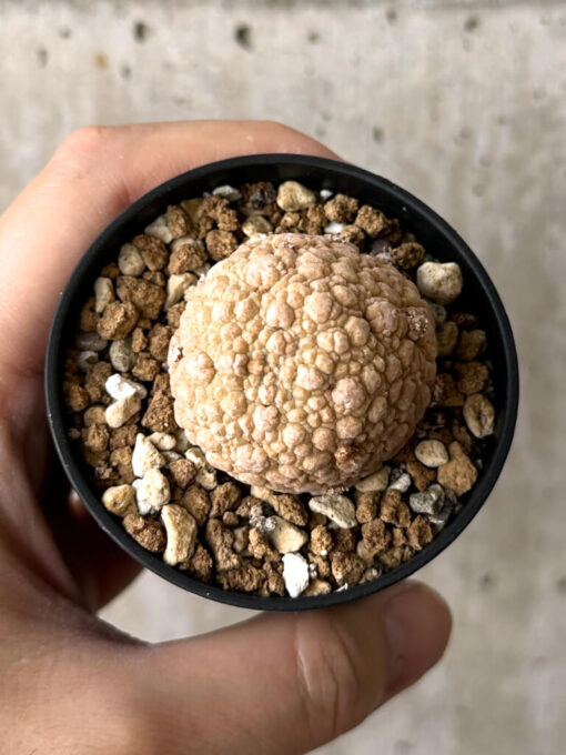 【現品限り】プセウドリトス・ミギウルティヌス【W24】 Pseudolithos migiurtinus【植物】塊根植物 夏型 コーデックス - 画像 (2)