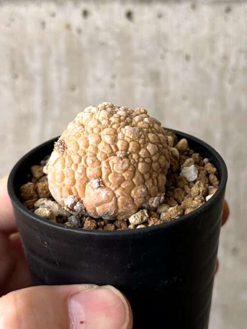 【現品限り】プセウドリトス・ミギウルティヌス【W24】 Pseudolithos migiurtinus【植物】塊根植物 夏型 コーデックス - 画像 (3)