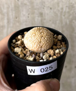 【現品限り】プセウドリトス・ミギウルティヌス【W25】 Pseudolithos migiurtinus【植物】塊根植物 夏型 コーデックス