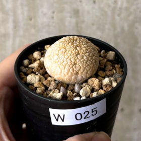 【現品限り】プセウドリトス・ミギウルティヌス【W25】 Pseudolithos migiurtinus【植物】塊根植物 夏型 コーデックス