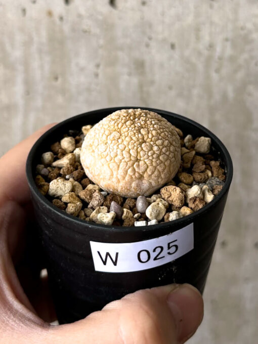 【現品限り】プセウドリトス・ミギウルティヌス【W25】 Pseudolithos migiurtinus【植物】塊根植物 夏型 コーデックス