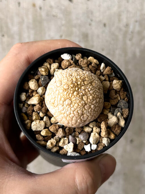 【現品限り】プセウドリトス・ミギウルティヌス【W25】 Pseudolithos migiurtinus【植物】塊根植物 夏型 コーデックス - 画像 (2)