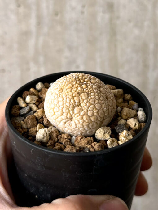 【現品限り】プセウドリトス・ミギウルティヌス【W25】 Pseudolithos migiurtinus【植物】塊根植物 夏型 コーデックス - 画像 (3)