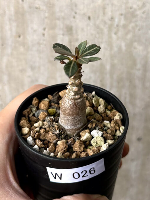 【現品限り】アデニウム・ソコトラナム 実生【W26】 Adenium socotranum【植物】塊根植物 夏型 コーデックス