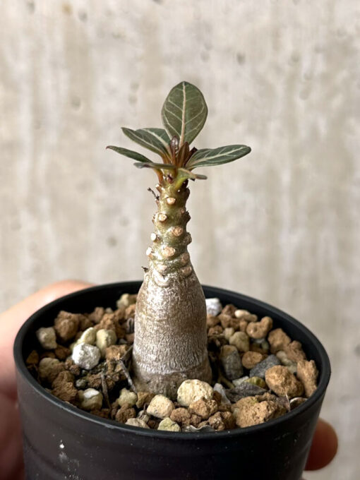 【現品限り】アデニウム・ソコトラナム 実生【W26】 Adenium socotranum【植物】塊根植物 夏型 コーデックス - 画像 (3)