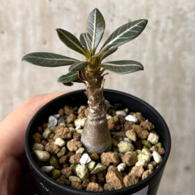 【現品限り】アデニウム・ソコトラナム 実生【W27】 Adenium socotranum【植物】塊根植物 夏型 コーデックス