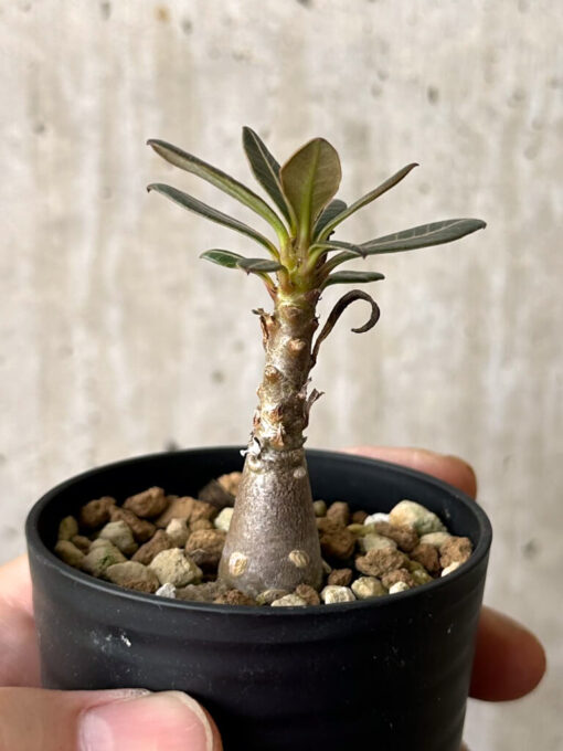 【現品限り】アデニウム・ソコトラナム 実生【W27】 Adenium socotranum【植物】塊根植物 夏型 コーデックス - 画像 (3)