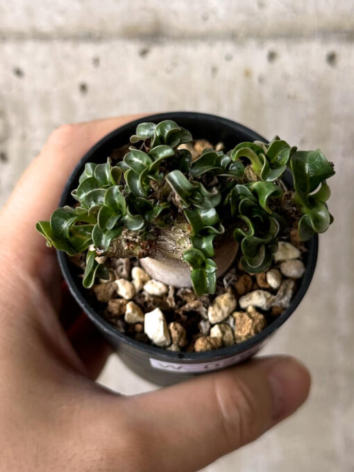 【現品限り】アデニウム・DHA 葉巻【W28】 Adenium DHA【植物】塊根植物 夏型 コーデックス - 画像 (2)