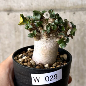 【現品限り】アデニウム・DHA 葉巻【W29】 Adenium DHA【植物】塊根植物 夏型 コーデックス