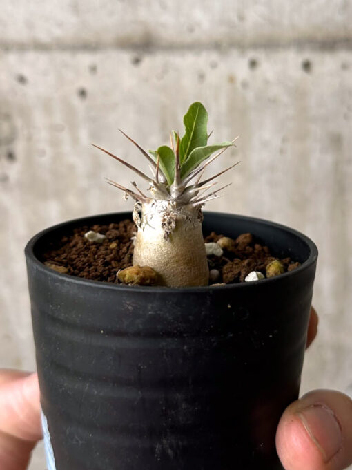 【現品限り】パキポディウム・レアリー【W2】 Pachypodium lealii【植物】塊根植物 夏型 コーデックス - 画像 (3)