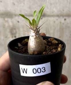【現品限り】パキポディウム・レアリー【W3】 Pachypodium lealii【植物】塊根植物 夏型 コーデックス