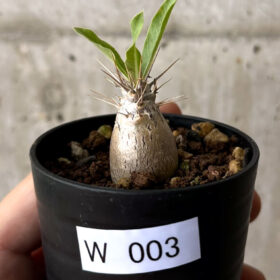 【現品限り】パキポディウム・レアリー【W3】 Pachypodium lealii【植物】塊根植物 夏型 コーデックス