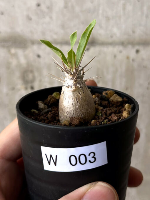 【現品限り】パキポディウム・レアリー【W3】 Pachypodium lealii【植物】塊根植物 夏型 コーデックス