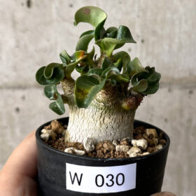 【現品限り】アデニウム・DHA 葉巻【W30】 Adenium DHA【植物】塊根植物 夏型 コーデックス