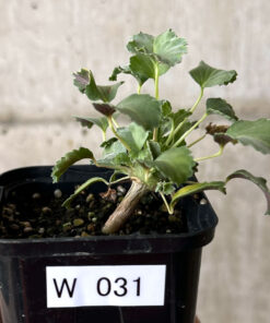 【現品限り】モンソニア・クラシカウレ【W31】 Monsonia crassicaule【植物】塊根植物 夏型 コーデックス