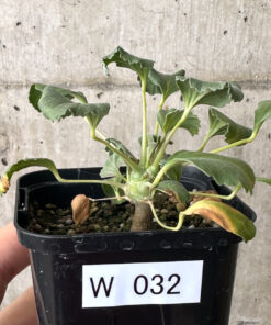 【現品限り】モンソニア・クラシカウレ【W32】 Monsonia crassicaule【植物】塊根植物 夏型 コーデックス