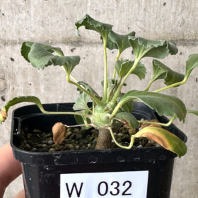 【現品限り】モンソニア・クラシカウレ【W32】 Monsonia crassicaule【植物】塊根植物 夏型 コーデックス