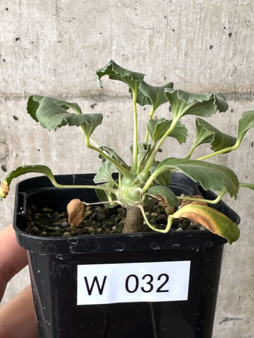 【現品限り】モンソニア・クラシカウレ【W32】 Monsonia crassicaule【植物】塊根植物 夏型 コーデックス