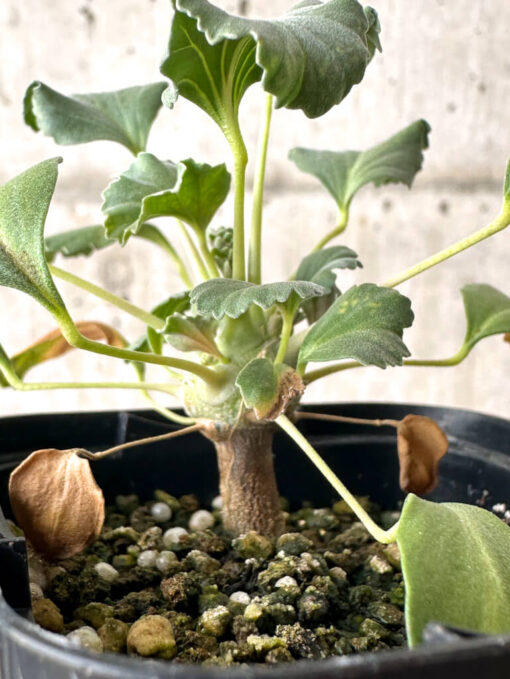 【現品限り】モンソニア・クラシカウレ【W32】 Monsonia crassicaule【植物】塊根植物 夏型 コーデックス - 画像 (3)