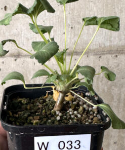 【現品限り】モンソニア・クラシカウレ【W33】 Monsonia crassicaule【植物】塊根植物 夏型 コーデックス