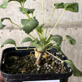 【現品限り】モンソニア・クラシカウレ【W33】 Monsonia crassicaule【植物】塊根植物 夏型 コーデックス