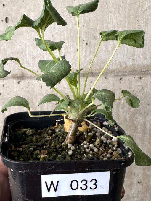 【現品限り】モンソニア・クラシカウレ【W33】 Monsonia crassicaule【植物】塊根植物 夏型 コーデックス