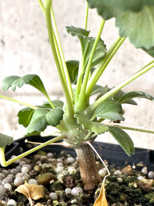 【現品限り】モンソニア・クラシカウレ【W33】 Monsonia crassicaule【植物】塊根植物 夏型 コーデックス - 画像 (3)