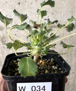 【現品限り】モンソニア・クラシカウレ【W34】 Monsonia crassicaule【植物】塊根植物 夏型 コーデックス