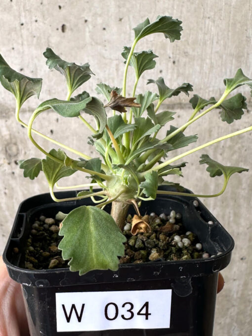 【現品限り】モンソニア・クラシカウレ【W34】 Monsonia crassicaule【植物】塊根植物 夏型 コーデックス