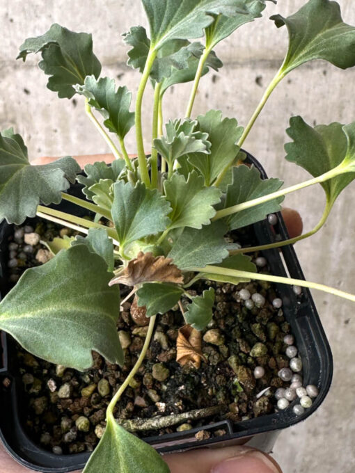 【現品限り】モンソニア・クラシカウレ【W34】 Monsonia crassicaule【植物】塊根植物 夏型 コーデックス - 画像 (2)
