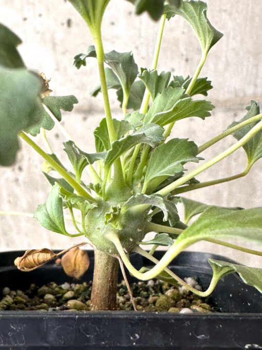 【現品限り】モンソニア・クラシカウレ【W34】 Monsonia crassicaule【植物】塊根植物 夏型 コーデックス - 画像 (3)