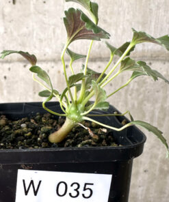 【現品限り】モンソニア・クラシカウレ【W35】 Monsonia crassicaule【植物】塊根植物 夏型 コーデックス