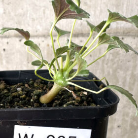 【現品限り】モンソニア・クラシカウレ【W35】 Monsonia crassicaule【植物】塊根植物 夏型 コーデックス