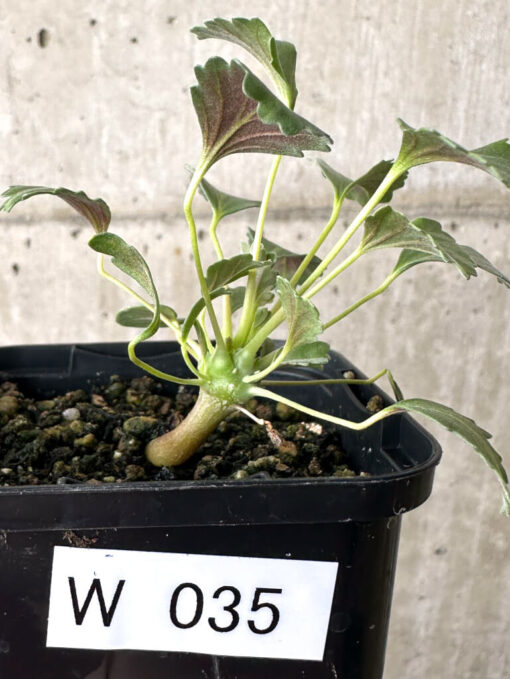 【現品限り】モンソニア・クラシカウレ【W35】 Monsonia crassicaule【植物】塊根植物 夏型 コーデックス