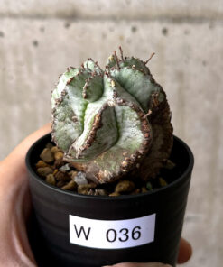 【現品限り】ユーフォルビア・ホリダ・アルバ【W36】 Euphorbia horrida Alba【植物】塊根植物 夏型 コーデックス