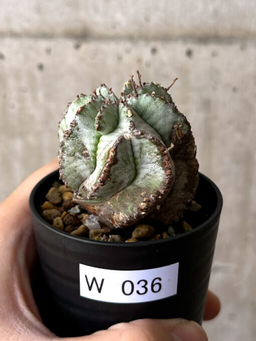 【現品限り】ユーフォルビア・ホリダ・アルバ【W36】 Euphorbia horrida Alba【植物】塊根植物 夏型 コーデックス