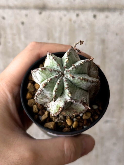 【現品限り】ユーフォルビア・ホリダ・アルバ【W36】 Euphorbia horrida Alba【植物】塊根植物 夏型 コーデックス - 画像 (2)