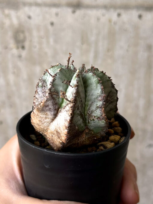 【現品限り】ユーフォルビア・ホリダ・アルバ【W36】 Euphorbia horrida Alba【植物】塊根植物 夏型 コーデックス - 画像 (3)