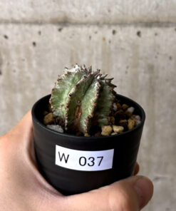 【現品限り】ユーフォルビア・ホリダ・アルバ【W37】 Euphorbia horrida Alba【植物】塊根植物 夏型 コーデックス