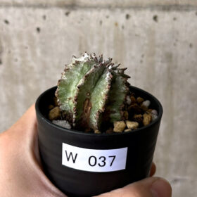【現品限り】ユーフォルビア・ホリダ・アルバ【W37】 Euphorbia horrida Alba【植物】塊根植物 夏型 コーデックス