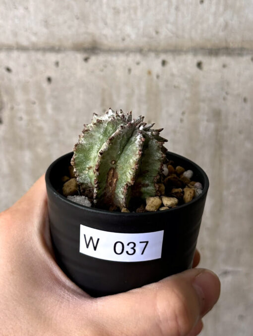 【現品限り】ユーフォルビア・ホリダ・アルバ【W37】 Euphorbia horrida Alba【植物】塊根植物 夏型 コーデックス