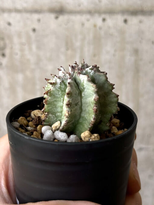 【現品限り】ユーフォルビア・ホリダ・アルバ【W37】 Euphorbia horrida Alba【植物】塊根植物 夏型 コーデックス - 画像 (3)
