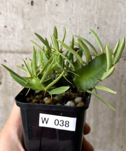 【現品限り】ユーフォルビア・ムランジーナ 実生【W38】 Euphorbia mlanjeana【植物】塊根植物 夏型 コーデックス