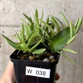 【現品限り】ユーフォルビア・ムランジーナ 実生【W38】 Euphorbia mlanjeana【植物】塊根植物 夏型 コーデックス