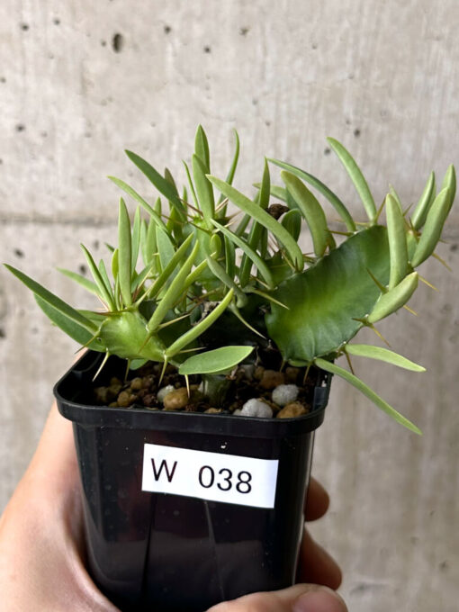 【現品限り】ユーフォルビア・ムランジーナ 実生【W38】 Euphorbia mlanjeana【植物】塊根植物 夏型 コーデックス