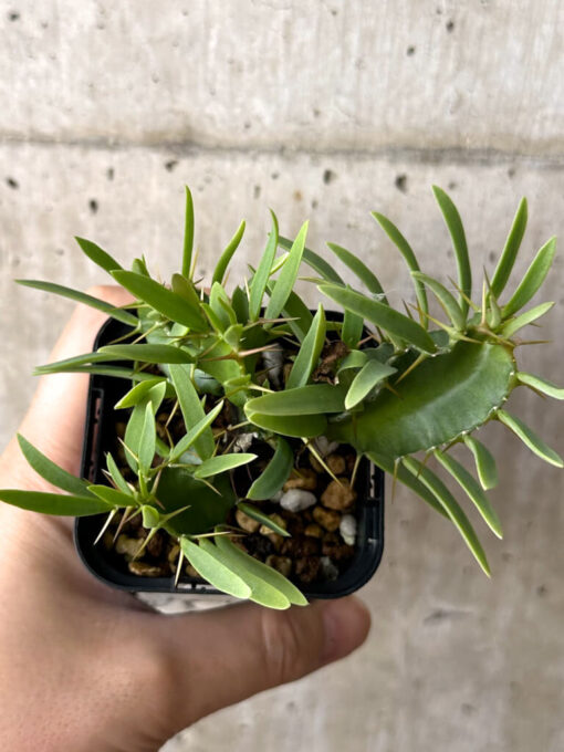 【現品限り】ユーフォルビア・ムランジーナ 実生【W38】 Euphorbia mlanjeana【植物】塊根植物 夏型 コーデックス - 画像 (2)