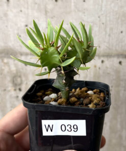 【現品限り】ユーフォルビア・ムランジーナ 実生【W39】 Euphorbia mlanjeana【植物】塊根植物 夏型 コーデックス