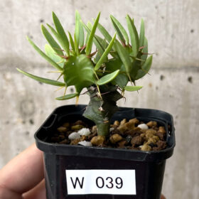 【現品限り】ユーフォルビア・ムランジーナ 実生【W39】 Euphorbia mlanjeana【植物】塊根植物 夏型 コーデックス